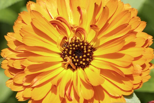 Gemensamma ringblomma (Calendula officinalis), engelsk marigold, prydnads blomma i sommar, Tyskland — Stockfoto