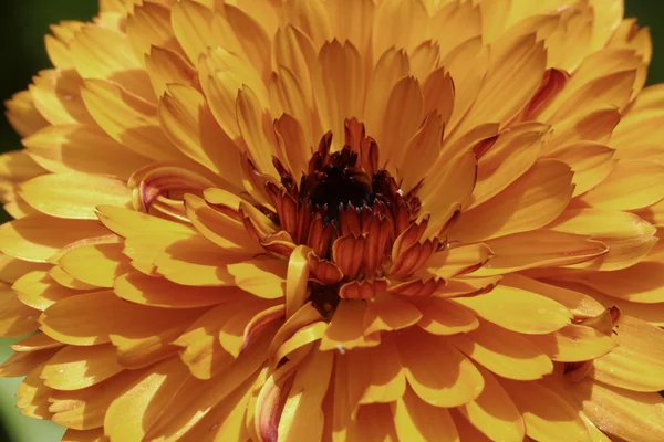 Marigold (Calendula officinalis), englantilainen kehäkukka, koristekukka kesällä, Saksa — kuvapankkivalokuva