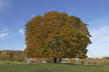 Horse chestnut tree (Aesculus hippocastanum) Conker tree in autumn clipart