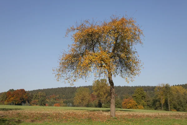 Cherry tree in October, North Rhine-Westphalia, Germany, Europe — Stock Photo, Image