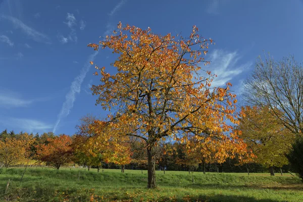 Ciliegi in autunno, Hagen, Germania, Europa — Foto Stock