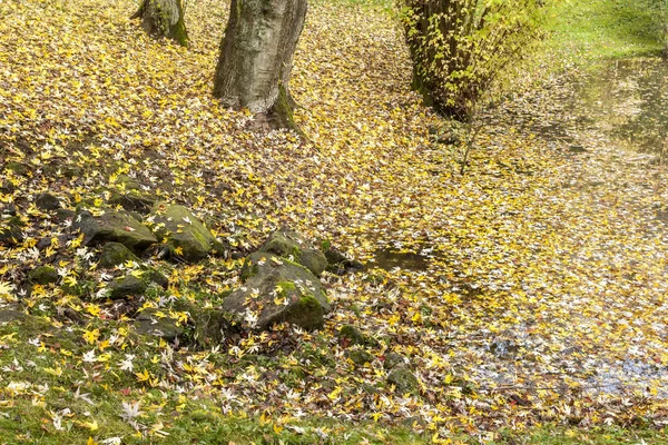 Foglie autunnali in Bassa Sassonia, Germania — Foto Stock