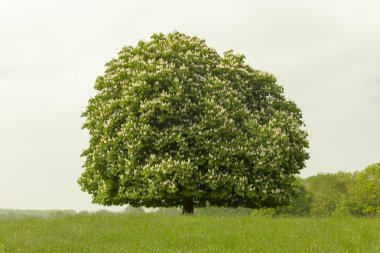 At kestanesi ağaç (Aesculus hippocastanum) içinde-ebilmek, Lengerich, Kuzey Ren-Vestfalya, Almanya