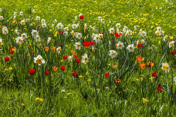 Prato fiorito primaverile con tulipani, gigli prestati e tarassaco in Bassa Sassonia, Germania — Foto Stock