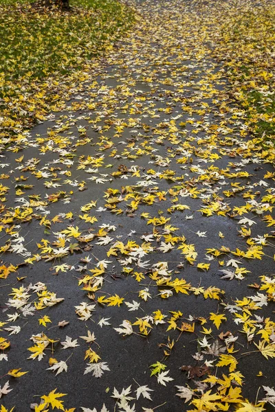 色彩缤纷的秋天的树叶在德国下萨克森州欧洲 — 图库照片