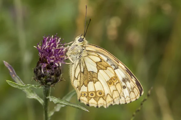 Melanargia galathea, dambordje vlinder uit lagere Saksen, Duitsland — Stockfoto