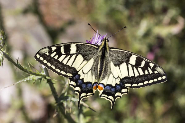 Papilio machaon, otakárek butterfly z Itálie, Evropa — Stock fotografie