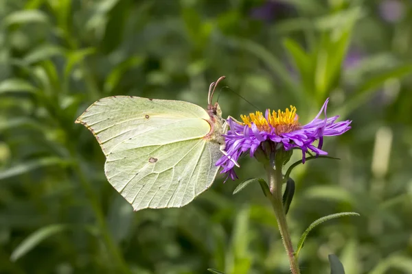 Gonepteryx rhamni, gemensamma Brimstone, Brimstone på Aster, Tyskland, Europa — Stockfoto