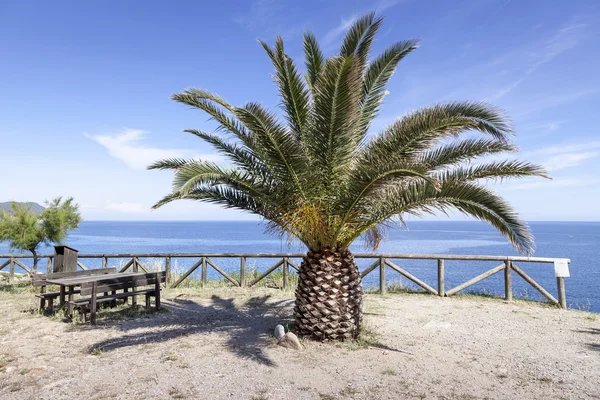 Fetofeia, lieu de repos avec palmier, île d'Elbe, Toscane, Italie — Photo