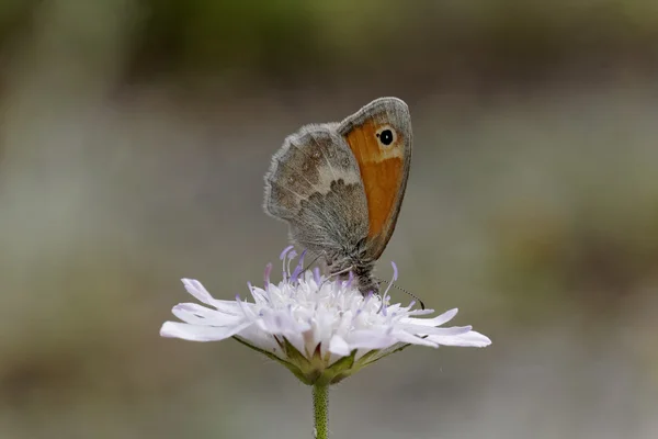 Coenonympha pamphilus, pequena borboleta Heath — Fotografia de Stock