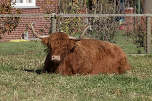 Ganado de las Highlands, Kyloe —  Fotos de Stock