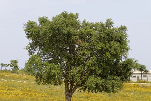 Wiese mit gelben Blüten in der Nähe von Bravone, Ostkorsika, Frankreich — Stockfoto