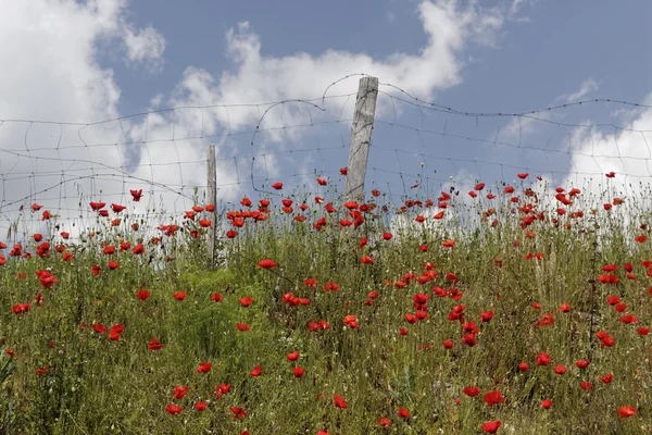 Landscape with poppies near Corte, Corsica, France, Europe — Stock Photo, Image