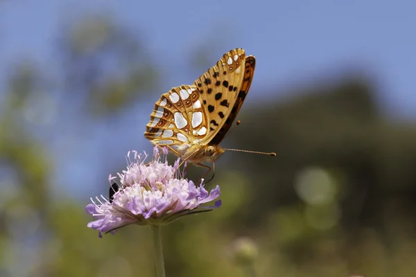 Issoria lathonia, Rainha da Espanha Fritilário — Fotografia de Stock