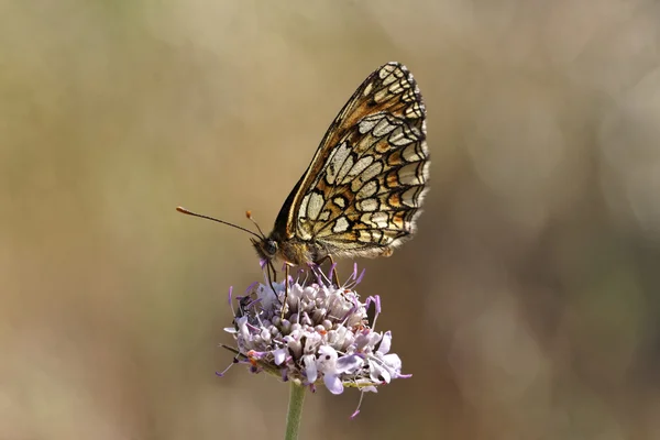 Melitea athalia, Fritillaria di Heath — Foto Stock