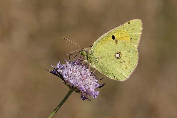 Colias 大黄鱼，黑暗阴云密布的黄色，共同云豹的黄色，黄色的云豹 — 图库照片