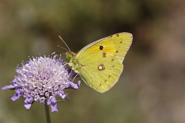 Colias crocea, dystra mörkgul, gemensamma grumlade gul, den dystra gula — Stockfoto