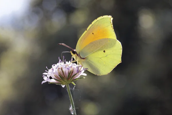 Gonepteryx cleopatra, cleopatra, cleopatra-Schmetterling — Stockfoto