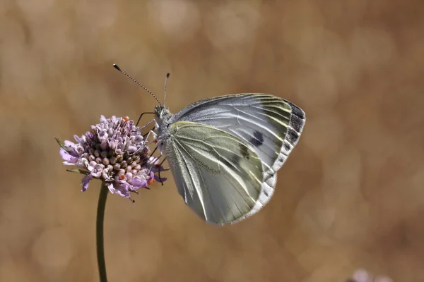 Pieris brassicae, Blanco Grande, Blanco Col, Blanco Col Grande, Mariposa Col Blanca —  Fotos de Stock