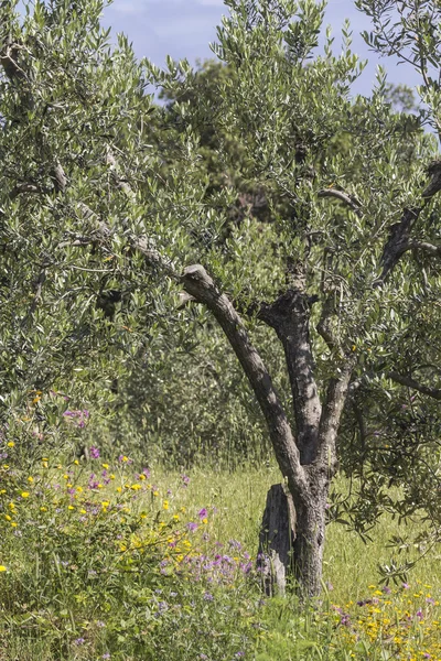 Оливковое дерево рядом с Баньяей, Эльба, Тоскана, Италия — стоковое фото