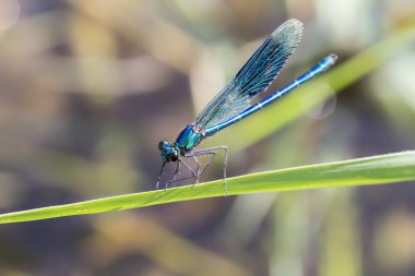 Calopteryx çiçeği, telli, çizgili erkek yusufçuk Aşağı Saksonya, Almanya
