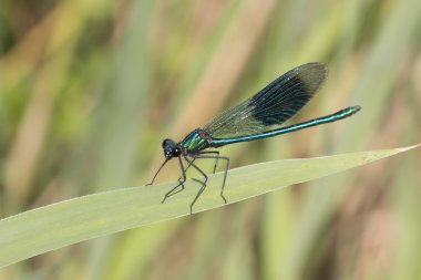 Calopteryx çiçeği, telli, çizgili erkek yusufçuk Aşağı Saksonya, Almanya