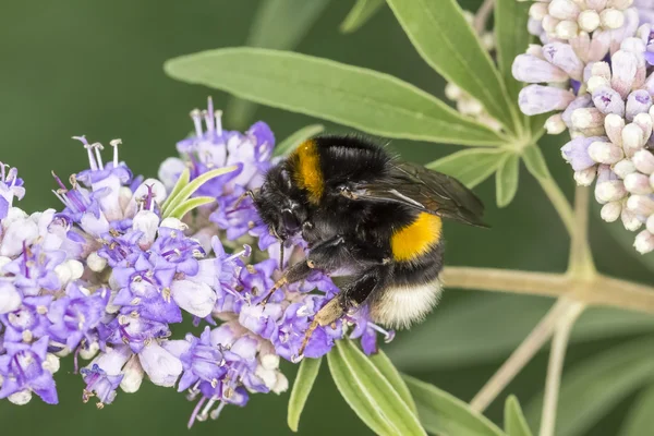 Bombus terrestris, Buff-tailed bumblebee, Large earth bumblebee on Vitex agnus-castus, Chaste tree, Chasteberry, Abraham's Balm, Monk's pepper — Stock Photo, Image