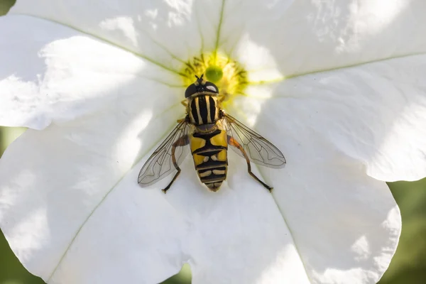 Helophilus pendulus, mucha słońce, hoverfly — Zdjęcie stockowe