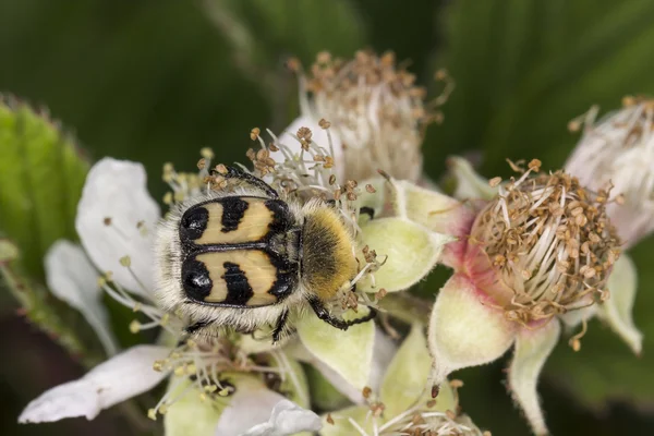 Trichius fasciatus, 꿀벌 풍뎅이과 곤충, 낮은 색 소니, 독일에서 비 비틀 — 스톡 사진