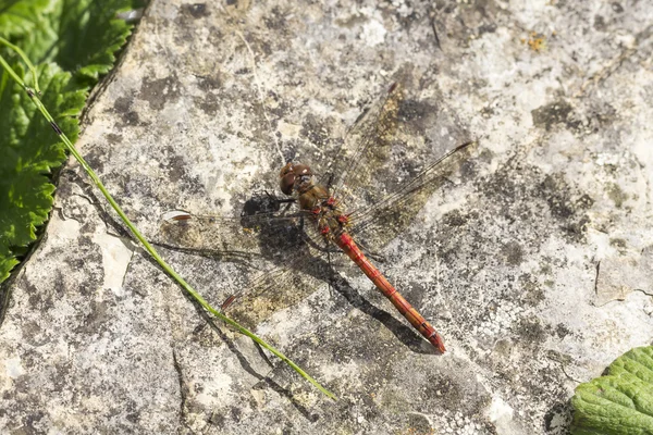 Sympetrum striolatum,  Common darter, dragonfly from Lower Saxony, Germany — Stock Photo, Image