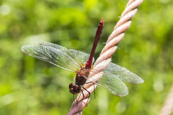 Sympetrum sanguineum, Blodröd ängstrollslända, dragonfly från Tyskland Stockbild
