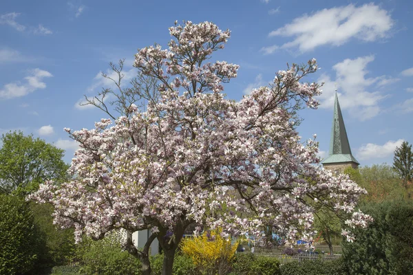 Evangelical St. Laurentius church in Schledehausen, Osnabrueck country, Lower Saxony, Germany (Protestant church) — Stock Photo, Image