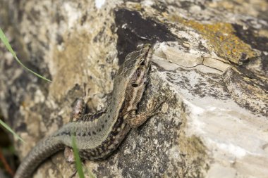 Podarcis muralis, Almanya 'dan yaygın duvar kertenkelesi.