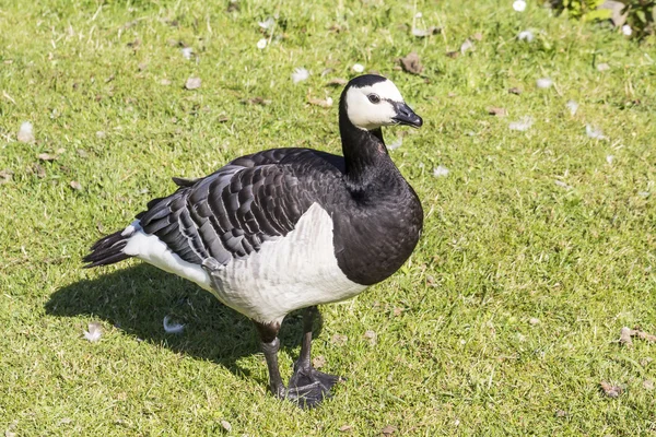 Branta leucopsis, Bernikla z dolnej Saksonii, Niemcy — Zdjęcie stockowe