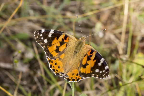 Vanessa cardui, Painted Lady butterfly from Lower Saxony, Germany — Stock Photo, Image