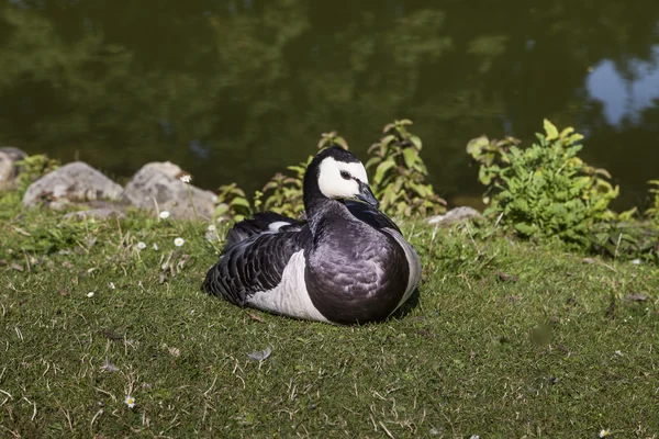Branta leucopsis, Barnacle goose from Lower Saxony, Germany Stock Picture