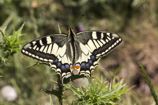 Papilio machaon, Borboleta de rabo de andorinha da Itália, Europa — Fotografia de Stock