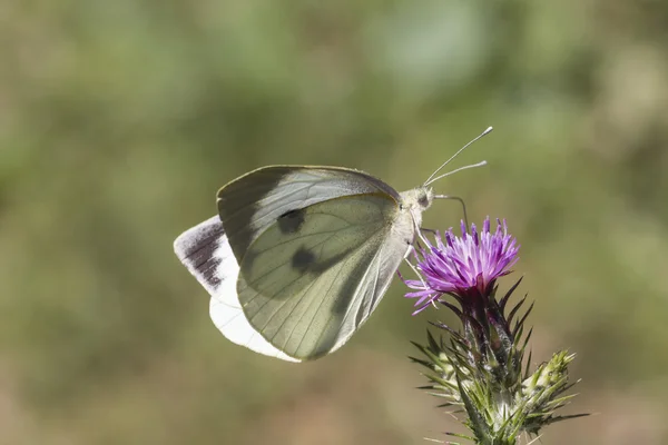 Pieris brassicae, Grande Bianco, Cavolo Bianco dalla Germania, Europa — Foto Stock