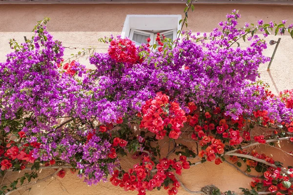 Porto Azzurro, fasad detalj med blommande buskar, Elba, Toscana, Italien — Stockfoto