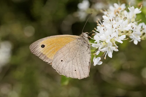 Maniola jurtina, Farfalla marrone prato (maschio) — Foto Stock