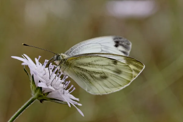 Pieris brassicae, büyük beyaz, lahana kelebek, lahana beyaz — Stok fotoğraf