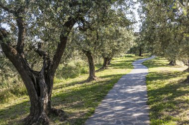 Anchiano, ilçe Vinci, manzara ile zeytin ağaçları, Toskana, İtalya