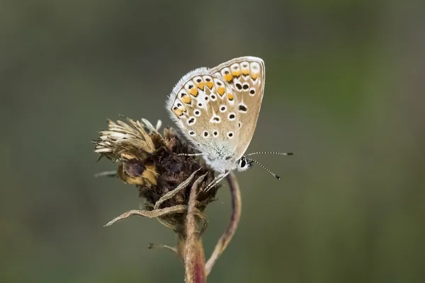 Polyommatus icarus, Common Blue butterfly from Lower Saxony, Germany — Stock Photo, Image