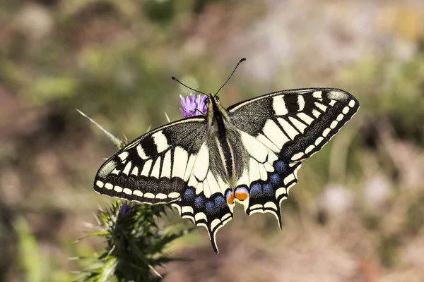 Papilio machaon, Swallowtail butterfly från Italien, Europa Royaltyfria Stockbilder