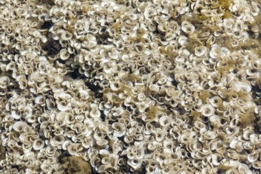 Su bitkileri Elba Adası, Toskana, İtalya