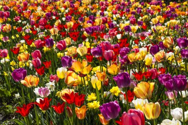 Lale alan bahar, Aşağı Saksonya, Almanya, Avrupa