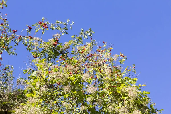 Rosebush with rose hips — Stock Photo, Image