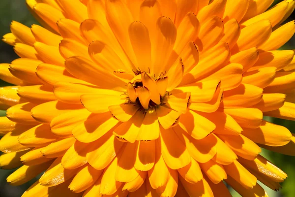 Calendula officinalis, ringblomma, Ruddles, gemensamma marigold, engelska marigold — Stockfoto