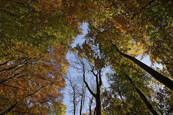 Floresta de faia no outono, Baixa Saxônia, Alemanha, Europa — Fotografia de Stock