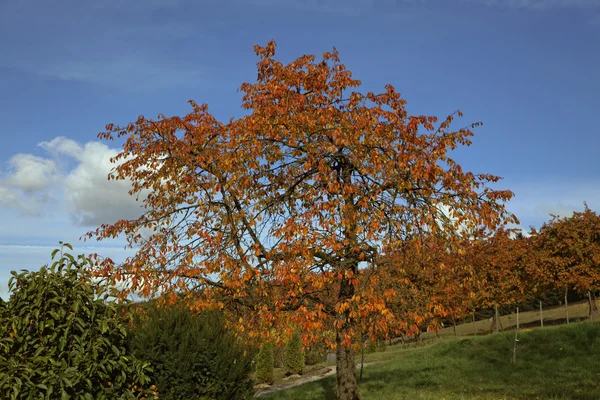 Kersenbomen in de herfst, Hagen, Duitsland, Europa — Stockfoto